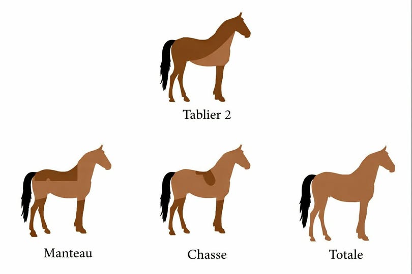 Service de tonte de chevaux à prix accessibles 642397639 946751701216092 7001440573740443770 n