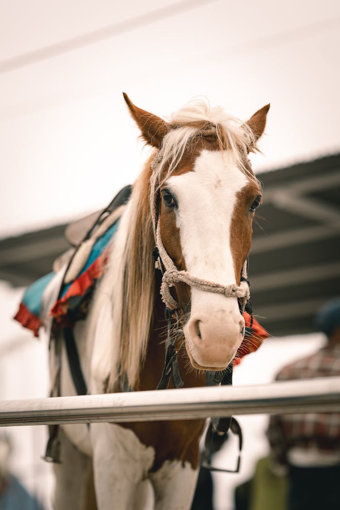 Close-up of a saddled horse with decorative tack, set against a blurred background.